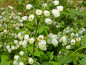 Preview: Bienenfreundlicher Strauch